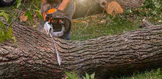 How Our Tree Care Process Works  in  Lake Mohegan, NY