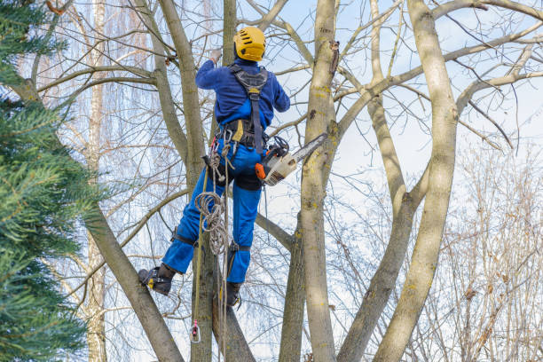 Best Soil Testing and Treatment  in Lake Mohegan, NY
