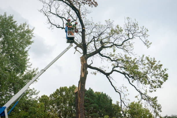 Best Storm Damage Tree Cleanup  in Lake Mohegan, NY